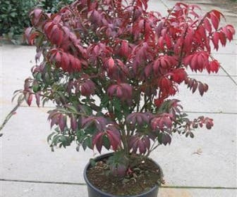 Kardinaalshoed (Euonymus alatus 'Compactus')