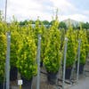 Kardinaalshoed, piramide (Euonymus japonicus 'Aureus')