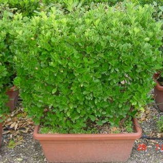 Kardinaalshoed, meeneemhaag (Euonymus japonicus)