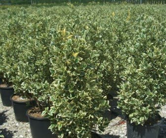 Kardinaalshoed (Euonymus japonicus 'Bravo')