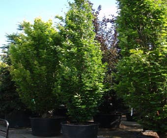 Zuilbeuk (Fagus sylvatica 'Dawyck')