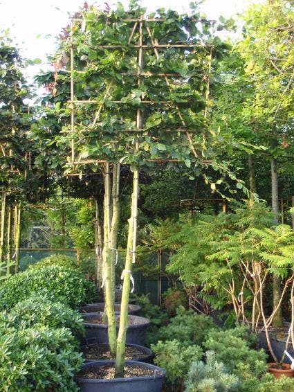 Fagus sylvatica 'Pendula'