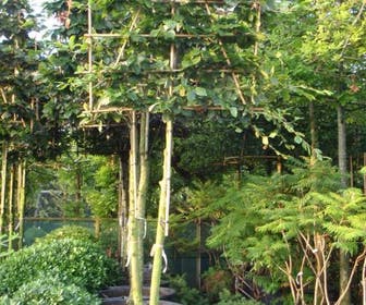 Groene Beuk als leiboom (Fagus sylvatica)