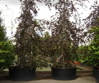 Rode treurbeuk (Fagus sylvatica 'Purple Fountain')