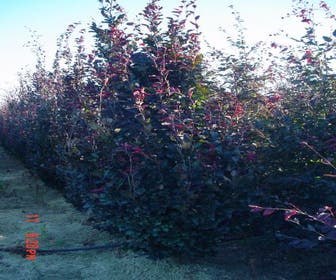 Rode Beukenboom (Fagus sylvatica 'Purpurea Latifolia')