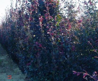 Rode Beukenboom (Fagus sylvatica 'Purpurea Latifolia')