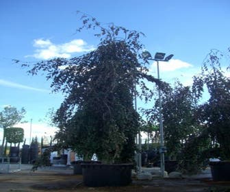 Rode Treurbeuk (Fagus sylvatica 'Purpurea Pendula')