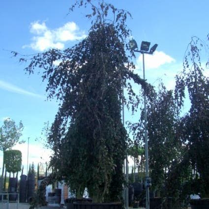 Fagus sylvatica 'Purpurea Pendula'