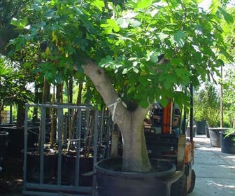Vijg als solitair (Ficus carica)