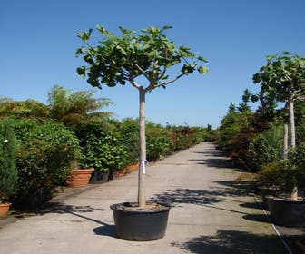 Vijgenboom (Ficus carica)