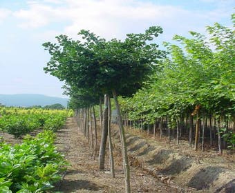 Japanse notenboom (Ginkgo biloba 'Mariken')