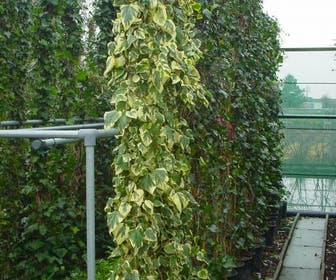 Kaukasische Klimop (Hedera colchica 'Dentata Variegata')