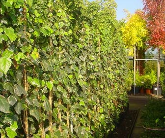 Algerijnse Klimop (Hedera algeriensis 'Gloire de Marengo')