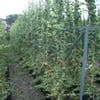 Bonte klimop (Hedera helix 'Marginata Elegantissima')