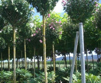 Altheastruik als boom (Hibiscus syriacus 'Oiseau Blue')
