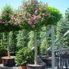 Altheastruik als boom (Hibiscus syriacus 'Woodbridge')