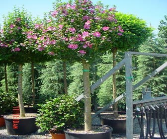 Altheastruik als boom (Hibiscus syriacus 'Woodbridge')