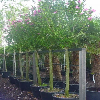 Altheastruik als boom ('Woodbridge')
