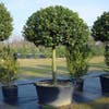Hulst op stam (Ilex aquifolium)