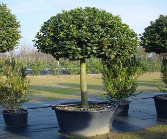 Hulst op stam (Ilex aquifolium)