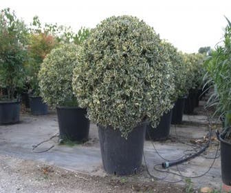 Bonte hulst in bolvorm (Ilex aquifolium 'Argentea Marginata')