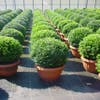 Japanse Hulst in bolvorm (Ilex crenata 'Convexa')