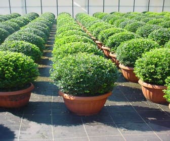 Japanse Hulst in bolvorm (Ilex crenata 'Convexa')
