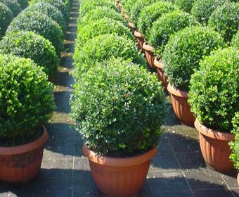 Japanse Hulst in bolvorm (Ilex crenata 'Convexa')