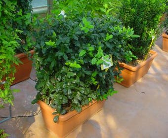 Hulst, meeneemhaag (Ilex 'Nellie R Stevens')
