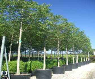 Walnotenboom (Juglans regia)