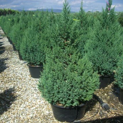 Jeneverbes Juniperus chinensis 'Stricta'