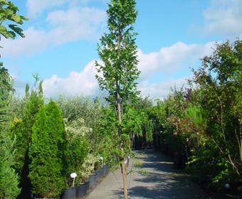 Zeepboom (Koelreuteria paniculata 'Fastigiata')