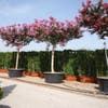 Roze Lagerstroemia als boom (Lagerstroemia indica)