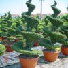 Liguster  als spiraal (Ligustrum delavayanum)