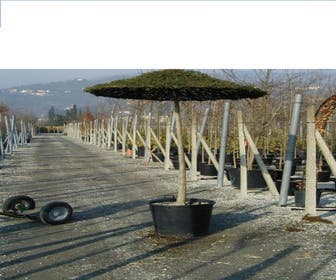 Liguster als dakboom (Ligustrum delavayanum )