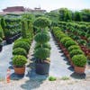 Liguster in Triobol (Ligustrum delavayanum)