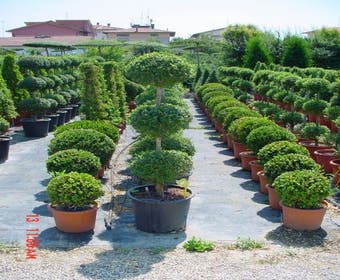 Liguster in Triobol (Ligustrum delavayanum)