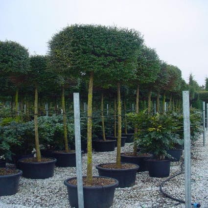 Liguster op stam (Ligustrum delavayanum, kubus)