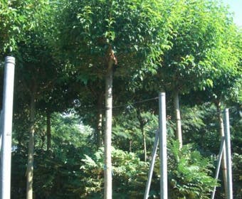 Liguster als boom (Ligustrum japonicum)