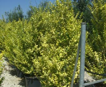 Liguster, meeneemhaag (Ligustrum ovalifolium 'Aureum')