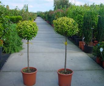 Liguster op stam (Ligustrum ovalifolium 'Aureum')
