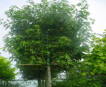 Amberboom als leiboom (Liquidambar  styraciflua 'Worplesdon')