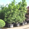 Amberboom als struik (Liquidambar styraciflua 'Worplesdon')