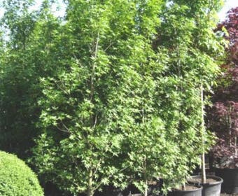 Amberboom als struik (Liquidambar styraciflua 'Worplesdon')