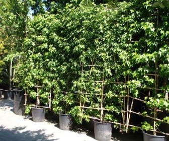 Amberboom als leivorm (Liquidambar styraciflua 'Worplesdon')