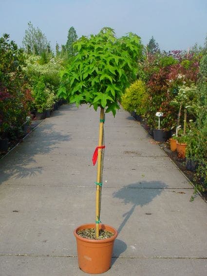 Liquidambar