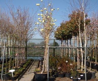 Beverboom (Magnolia 'Yellow River')