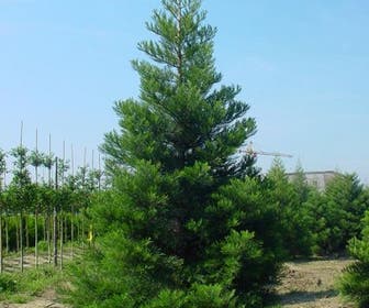 Mammoetboom (Sequoiadendron giganteum)
