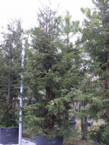 Kustmammoetboom