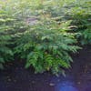 Chinese Mahoniestruik (Mahonia bealei 'Hivernant')